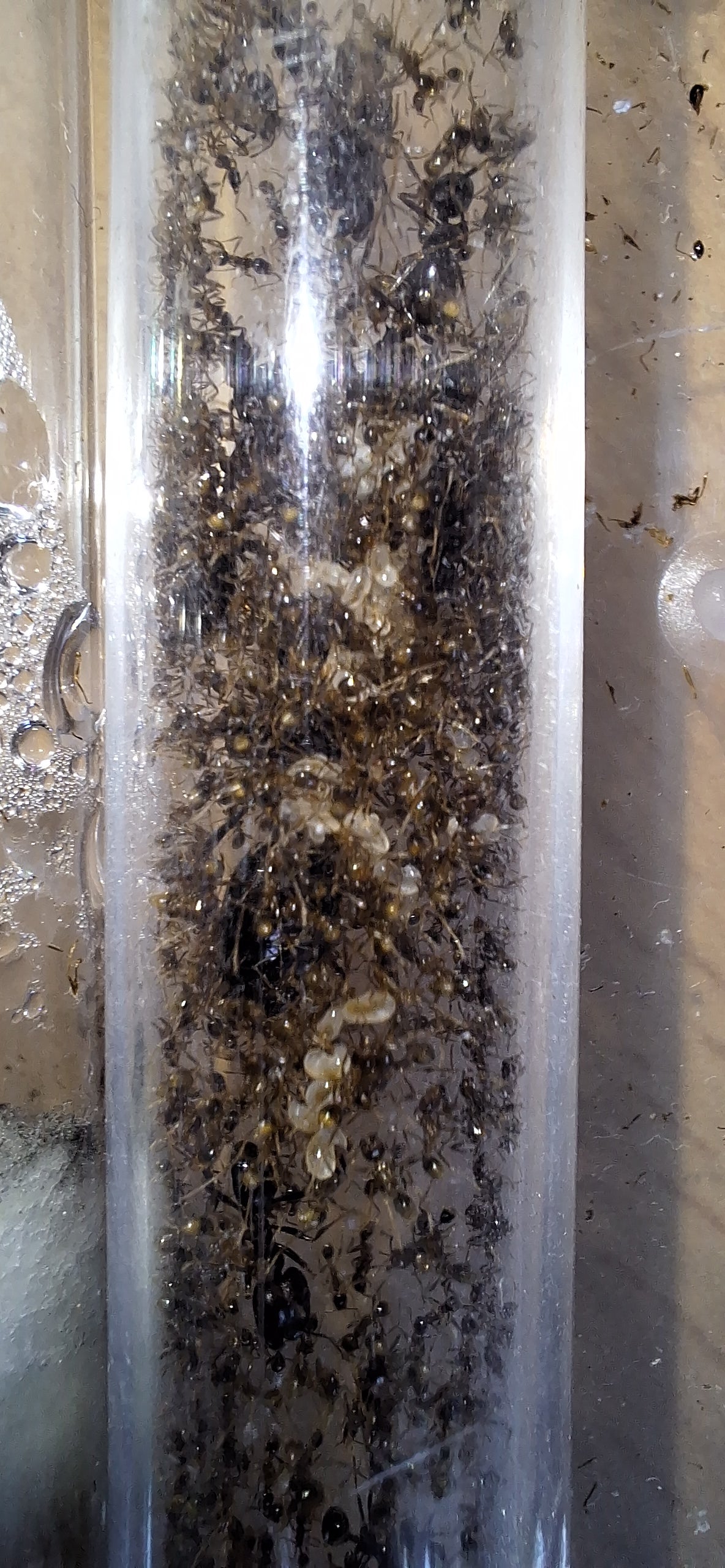 Carebara Diversa