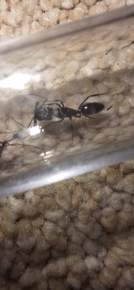 odontomachus monticola
