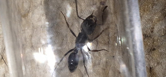 Odontoponera Denticulata single queens