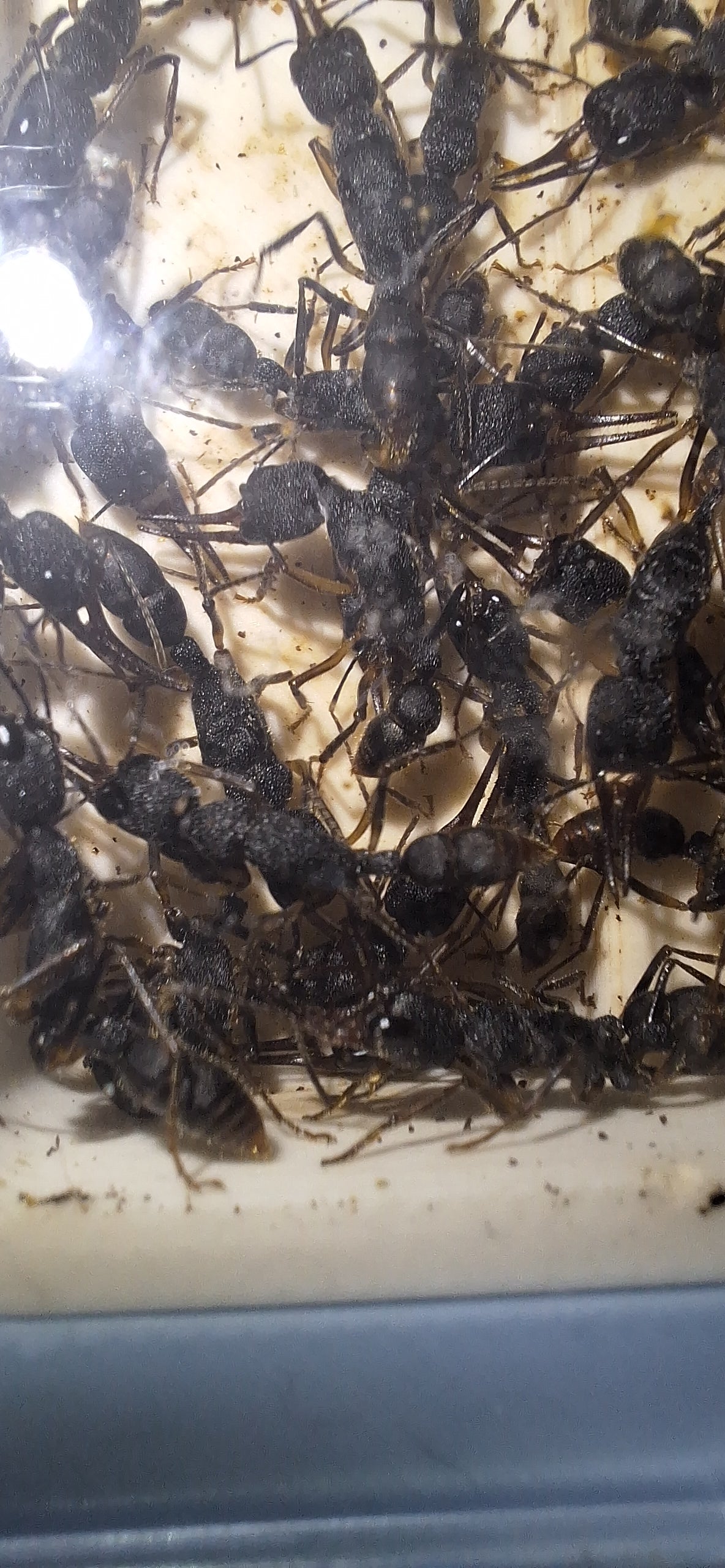 Harpegnathos Venator