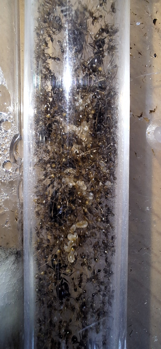 Carebara Diversa