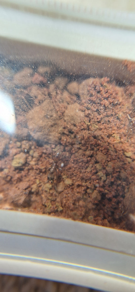 Buniapone Amblyops