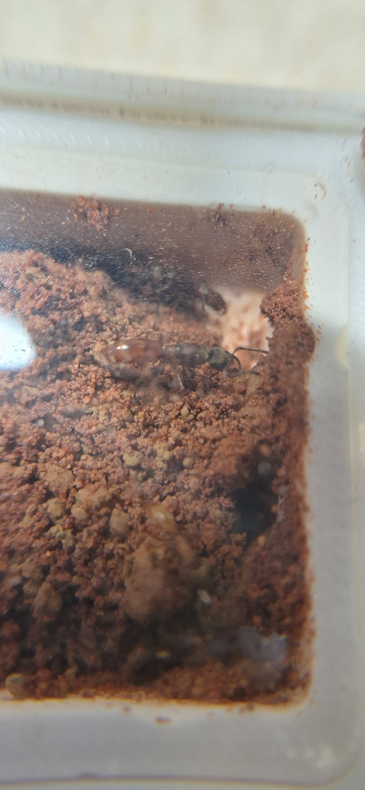 Buniapone Amblyops