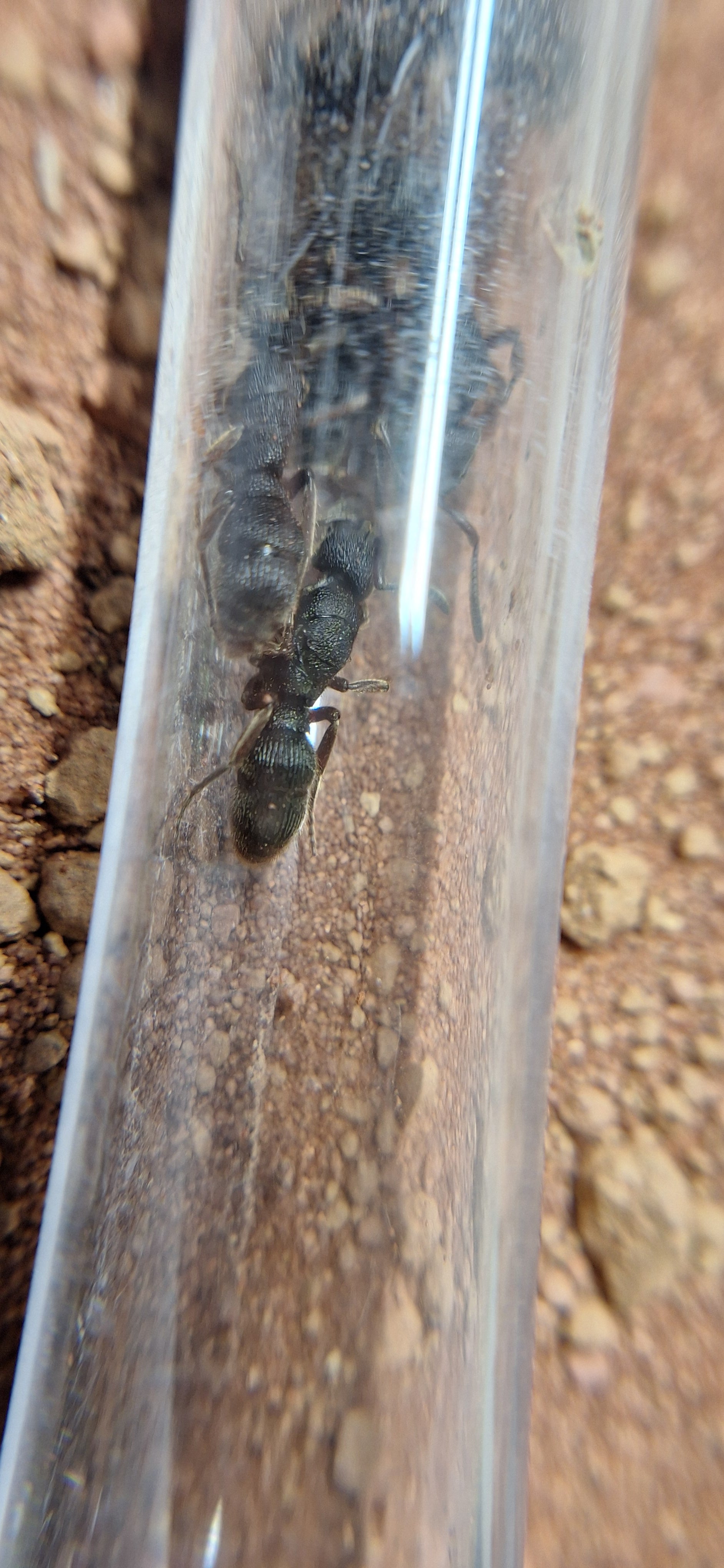 pseudoneoponera rufipes