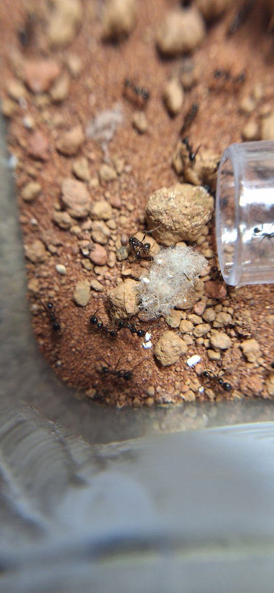 pheidole ocellata