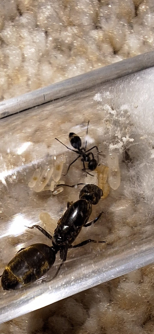 Colobopsis Leonardi