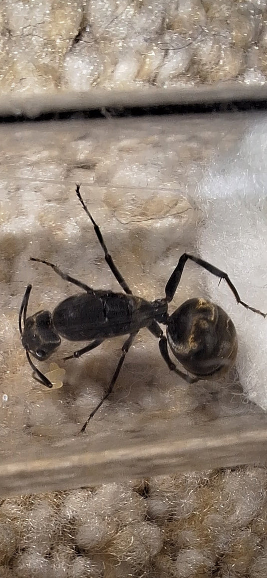 camponotus parius
