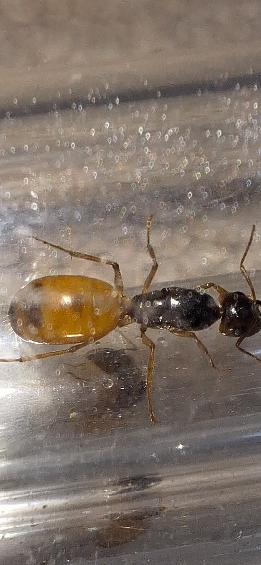 Camponotus Fedtschenkoi