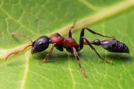 Tetraponera Rufonigra 1q 5-10w