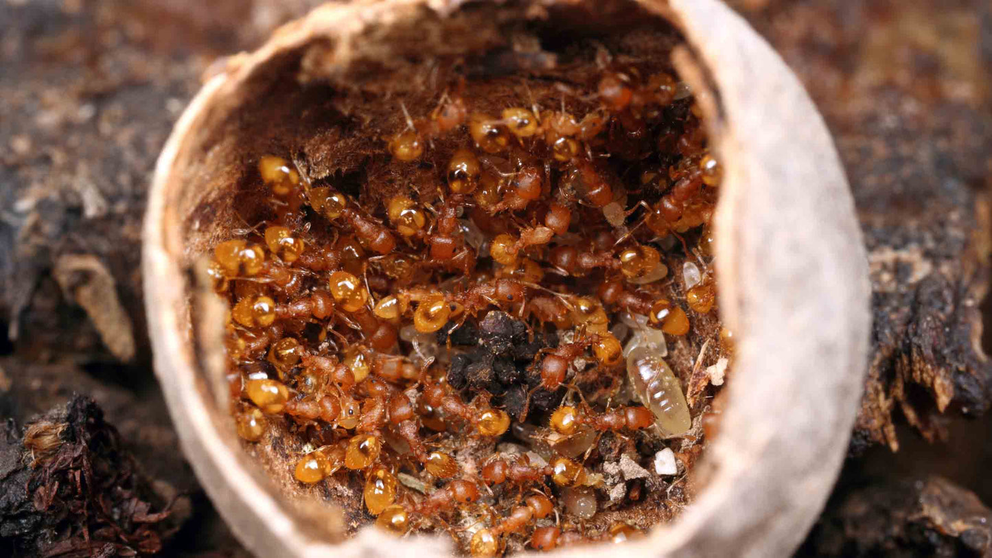 Temnothorax Sp queen and colony (20-30w)