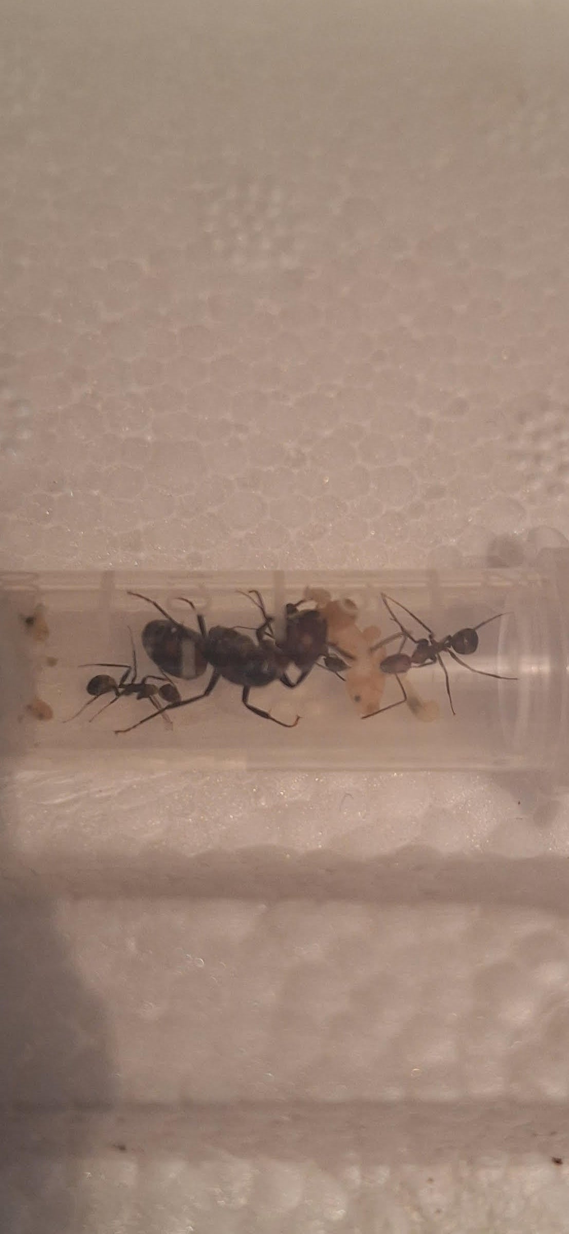 Camponotus nicoborensis