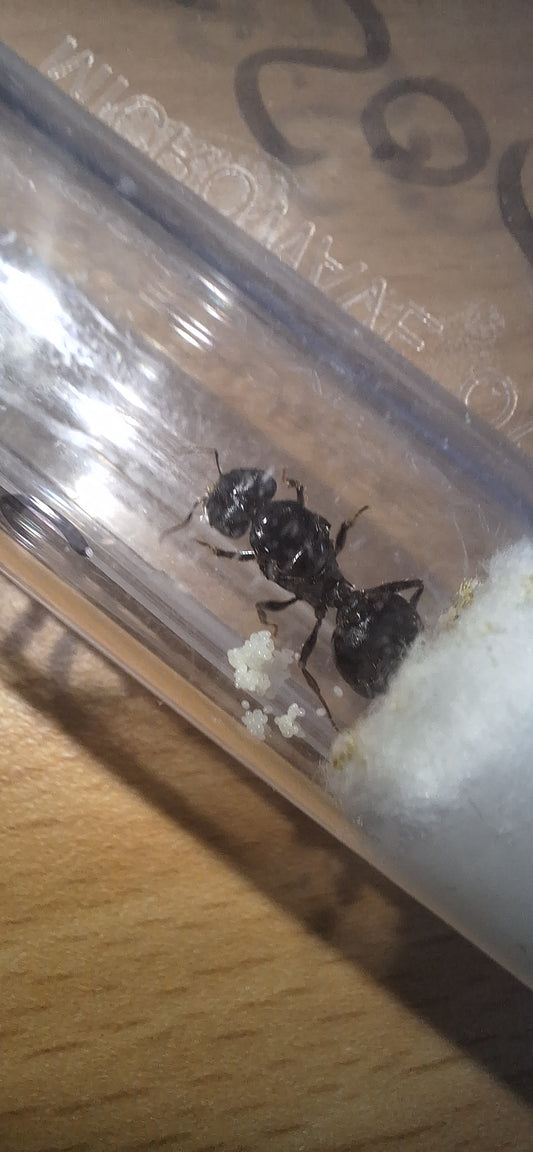 pheidole rhea