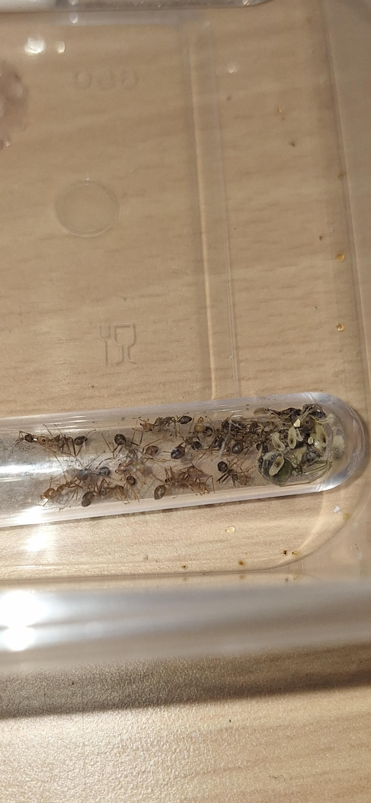 Oecophylla Smaragdina